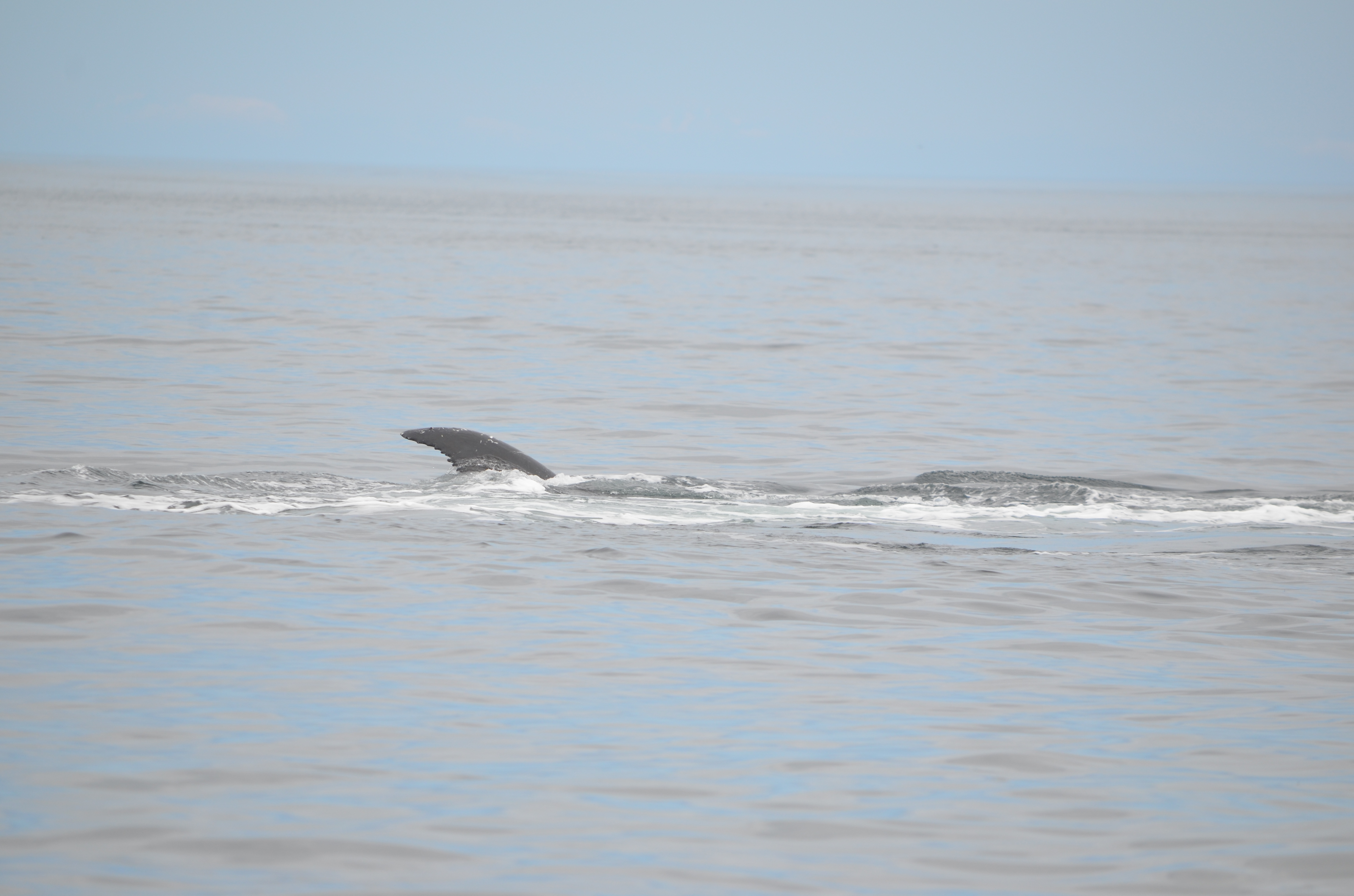 photos/wildlife/Mammal_Species/Humpback Whale/DSC_0183.JPG